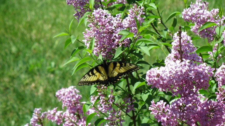 2010-04-10-0464 Butterfly on Lilac